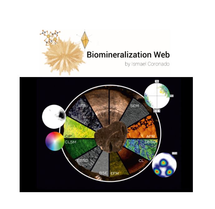 Marca Web Biomineralization